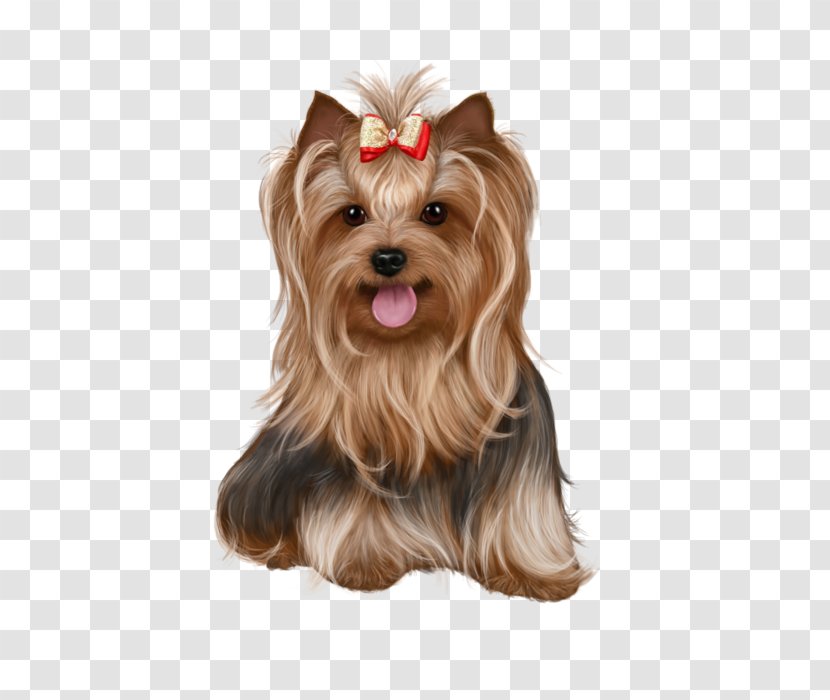 Yorkshire Terrier Biewer Puppy Cairn Image Transparent PNG