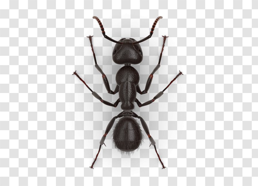 Jack Jumper Ant Black Carpenter Tapinoma Sessile Pest - Organism - Queen Transparent PNG