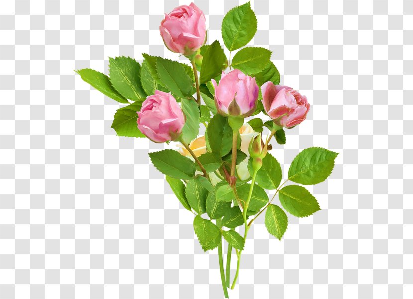 Garden Roses Cabbage Rose Clip Art Floribunda - Rosa Gallica - Pink Background tree Transparent PNG
