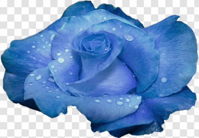 Blue Rose Flower Garden Roses Transparent PNG