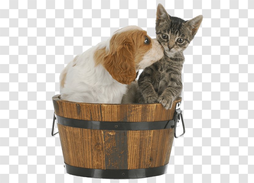 Cavalier King Charles Spaniel Puppy Kitten American Cocker English - Companion Dog Transparent PNG
