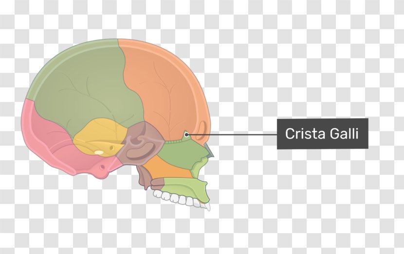 Ethmoid Bone Sinus Skull Crista Galli - Frame - Highlighted Transparent PNG