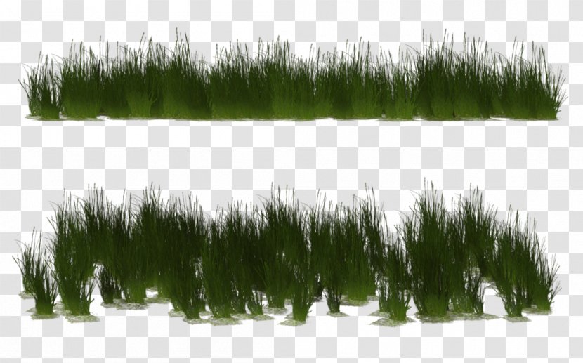 Drawing 3D Computer Graphics Rendering - Poser - Grass Transparent PNG