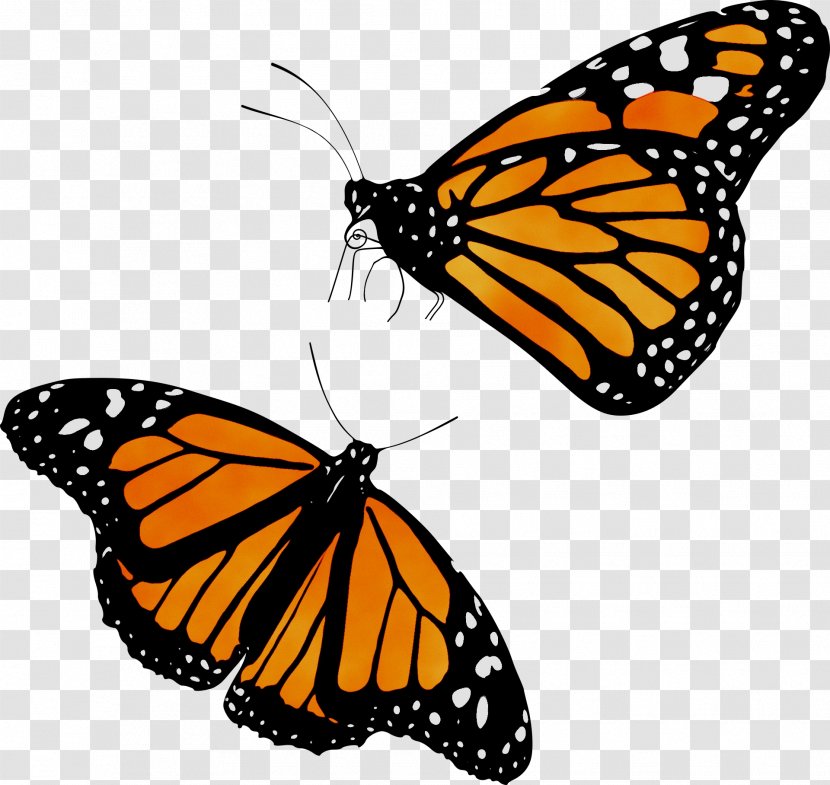 Monarch Butterfly Migration Clip Art Caterpillar - Arthropod - Swallowtail Transparent PNG