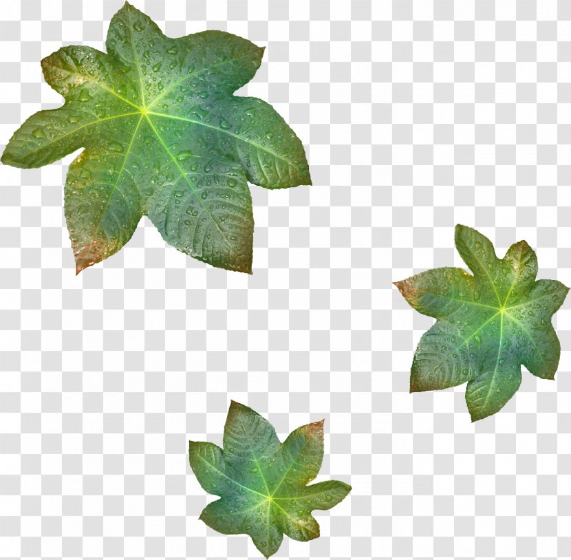 Leaf Branch Tree Clip Art - Raw Material - Leaves Transparent PNG
