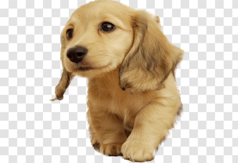 Golden Retriever Puppy Cuteness Wallpaper - Pet - Pups Transparent PNG