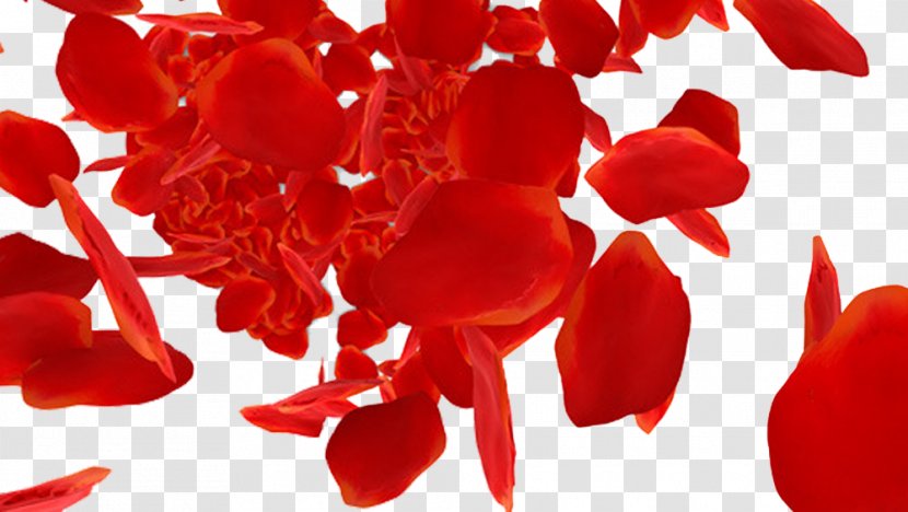 Beach Rose Petal Red Download - Channel - Petals Falling Transparent PNG