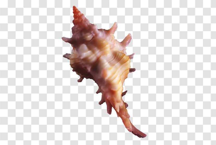 Seashell Conch Computer Graphics - Sea Snail - Irregular Transparent PNG