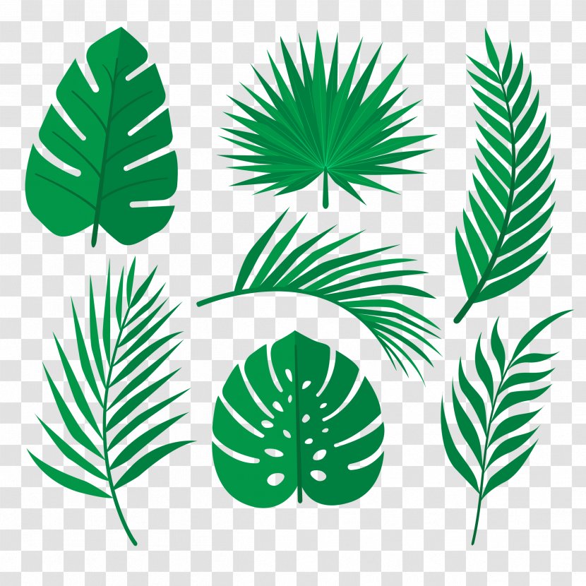 Palm Trees Tropical Rainforest Leaf Image Vector Graphics - Grass - Leaves Transparent PNG