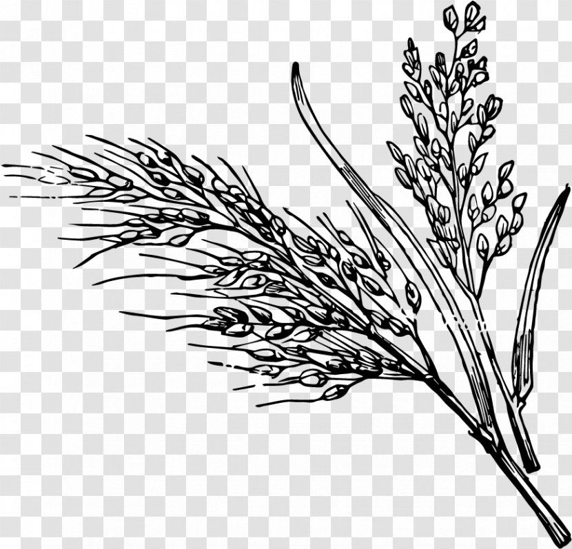 Plant Elymus Repens Grass Family Twig - Phragmites Branch Transparent PNG