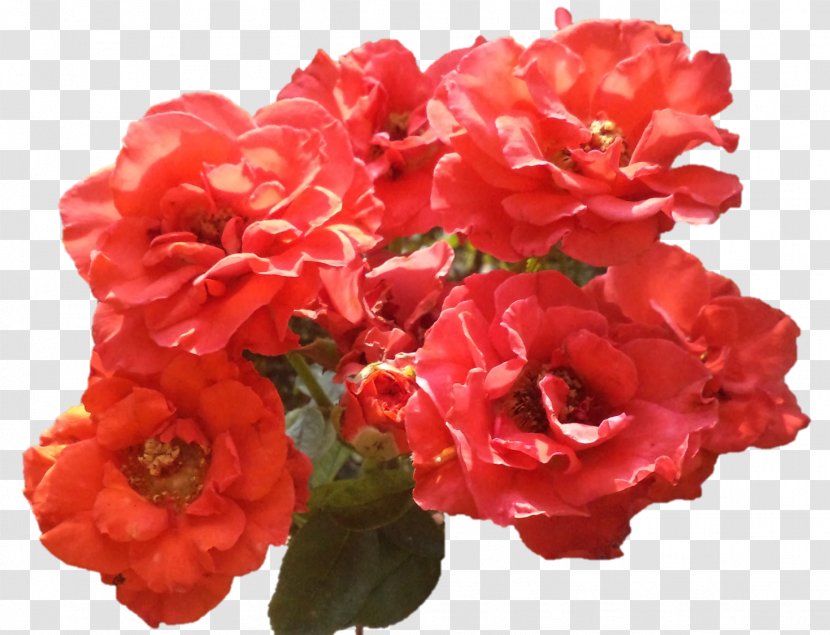 Floribunda Garden Roses Begonia Annual Plant - Herbaceous - Rose Transparent PNG