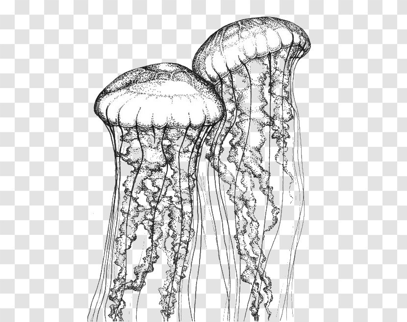 Jellyfish Stippling Chrysaora Quinquecirrha Drawing Fuscescens - Cartoon - Cute Transparent PNG