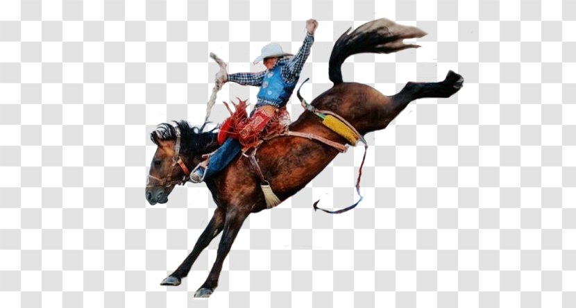 Horse Rodeo Cowboy Cattle - Equestrianism Transparent PNG