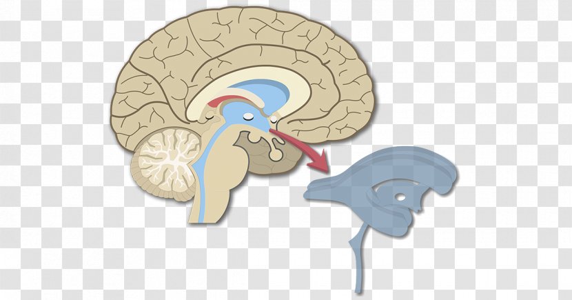 Brain Ventricular System Interventricular Foramina Central Canal Lateral Ventricles - Watercolor Transparent PNG