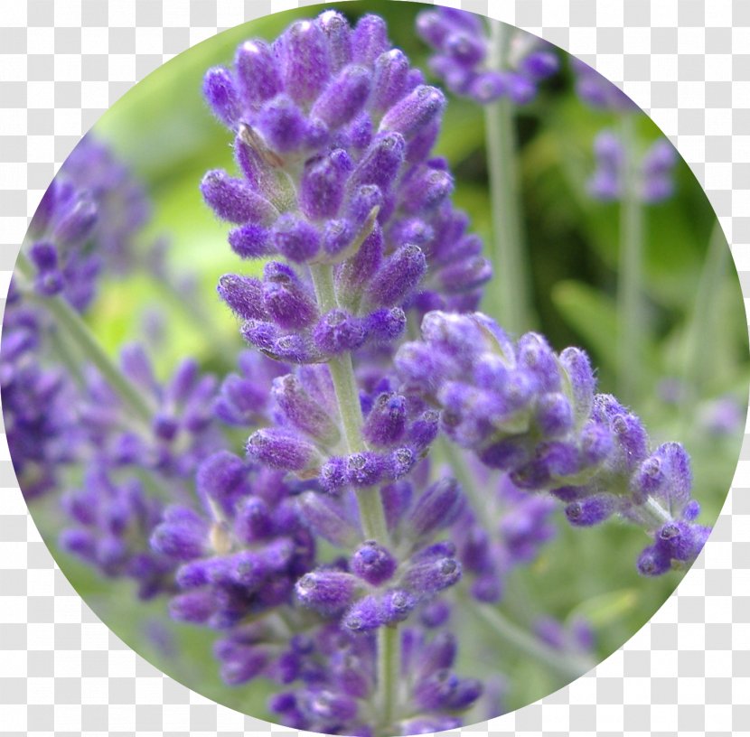 English Lavender Perennial Plant Oil Lavandula Latifolia - French Transparent PNG