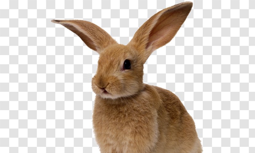 Cottontail Rabbit Desktop Wallpaper Clip Art - Fauna Transparent PNG
