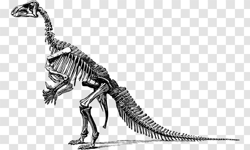 Tyrannosaurus Diplodocus Apatosaurus Triceratops Stegosaurus - Dinosaur Transparent PNG
