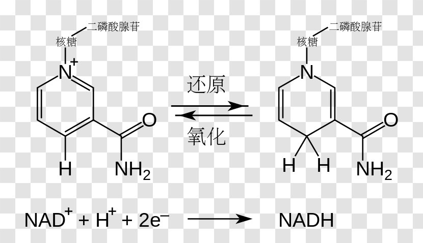 Nicotinamide Adenine Dinucleotide Redox Flavin Adenosine Triphosphate Cofactor - Citric Acid Cycle - Phosphate Transparent PNG
