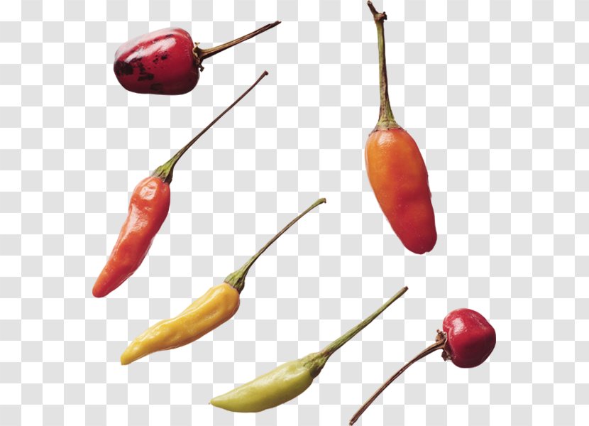 Habanero Serrano Pepper Tabasco Bird's Eye Chili Cayenne - Food - Peppers Transparent PNG