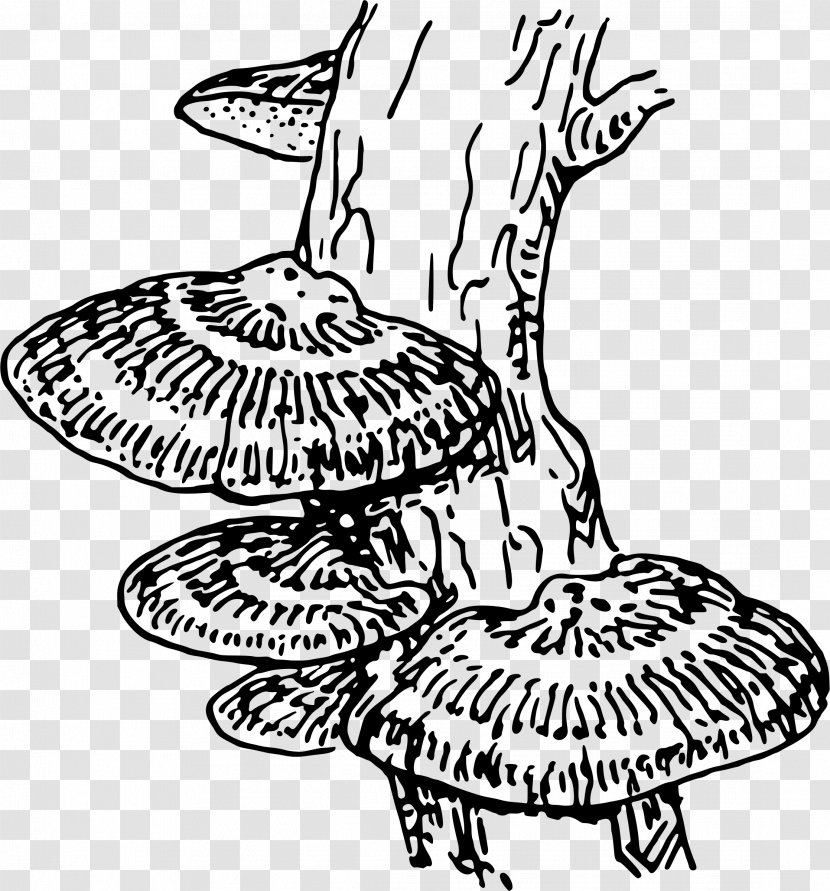 Fungus Mold Coloring Book Clip Art - Fungi Transparent PNG