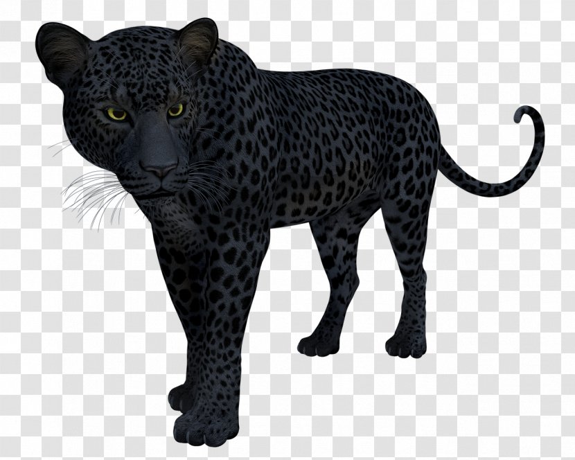 Snow Leopard Black Panther Jaguar Felidae - Lion - Panter Transparent PNG