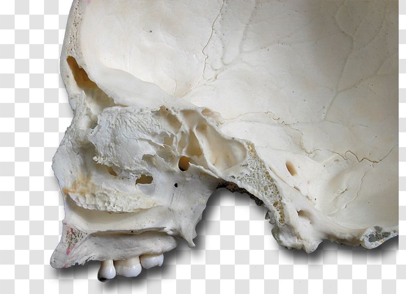 Skull - Jaw Transparent PNG