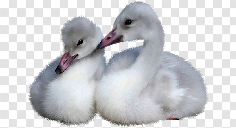 Cygnini Bird Duck Goose Cisnes Y Gansos Transparent PNG