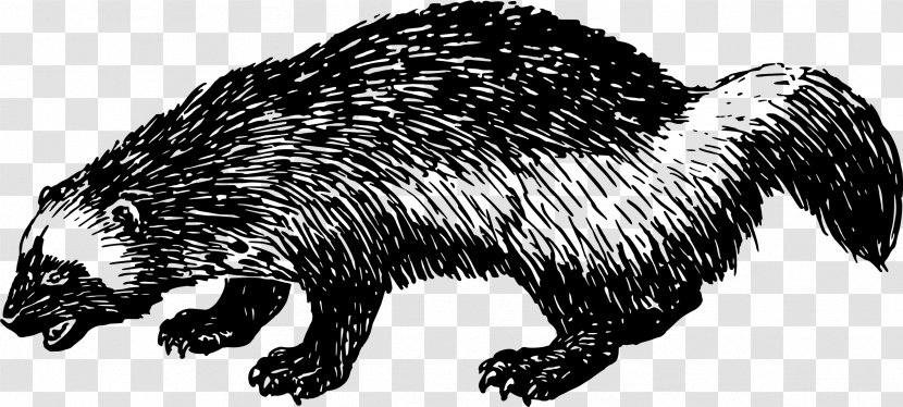 Clip Art - Groundhog - Mammals Transparent PNG