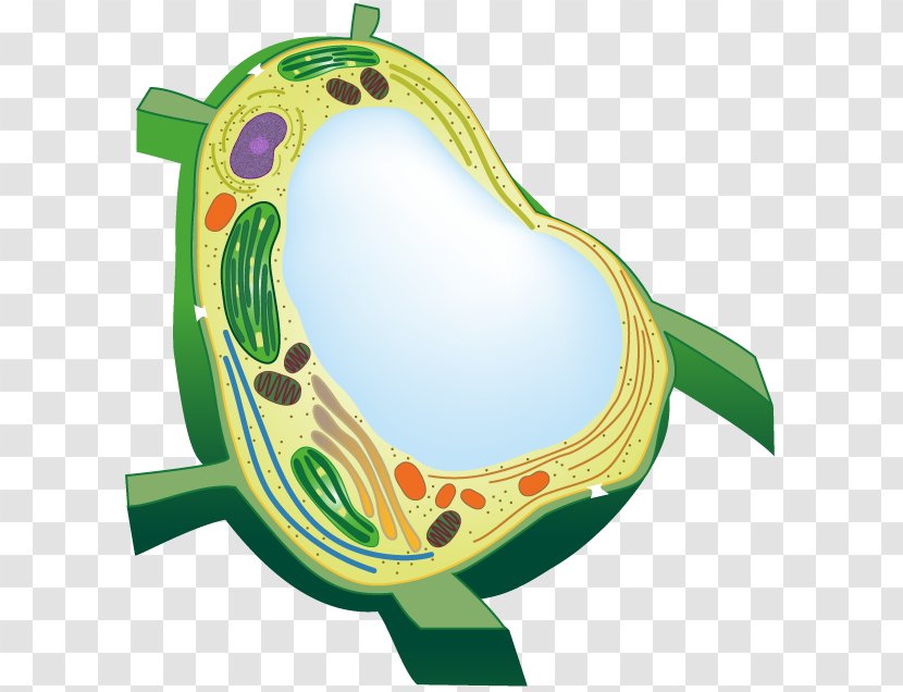 Flowering Plant Vacuole Cell Organelle - Cartoon Transparent PNG