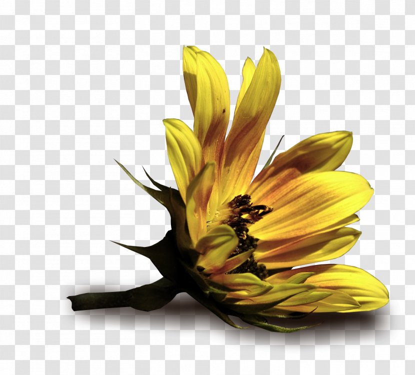 YouTube Flower .eu Kaj Dar - Ashley Benson Transparent PNG