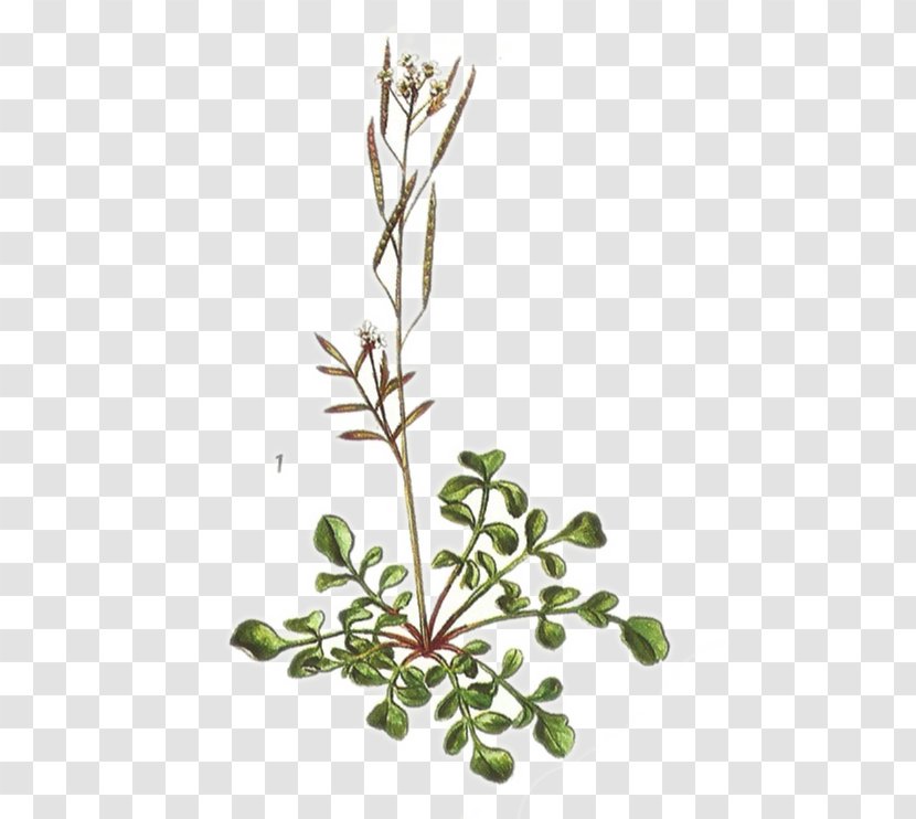 Twig Plant Stem Leaf Flower Subshrub - Herbalism - Cardamine Hirsuta Transparent PNG