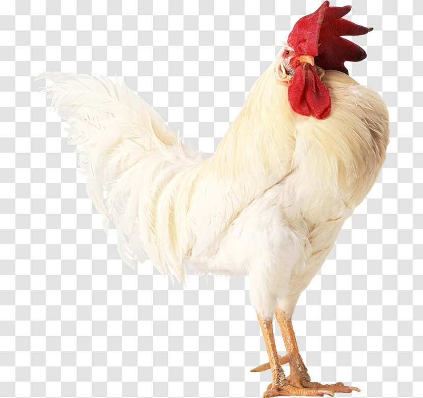 Chicken Rooster Chinese Zodiac جوجه Stock Photography - Farm Transparent PNG