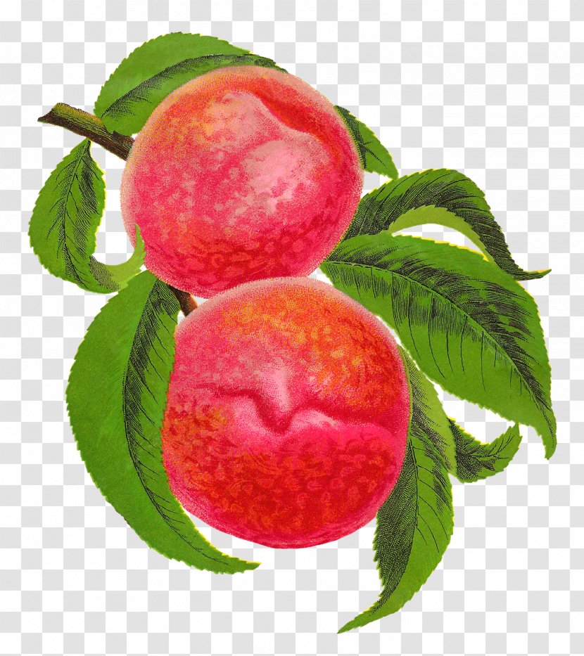 Peach Food Fruit Clip Art Transparent PNG
