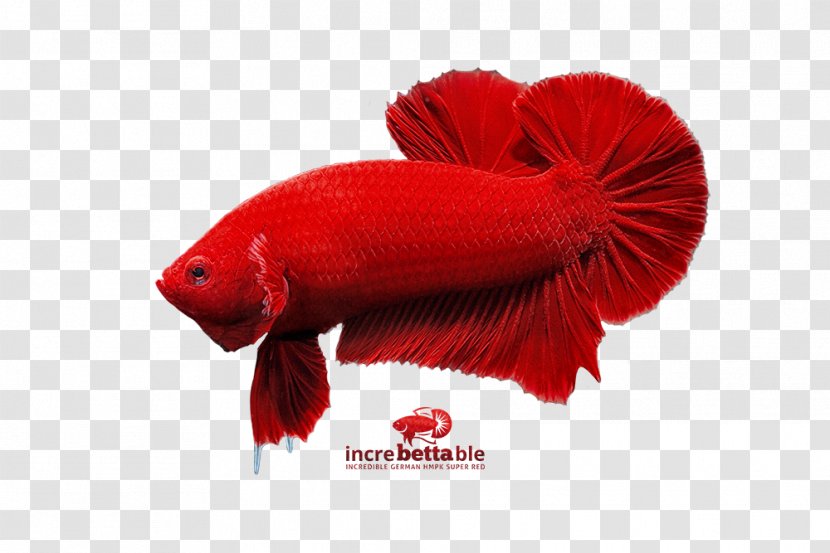Fish RED.M - Red - Betta Graphic Transparent PNG