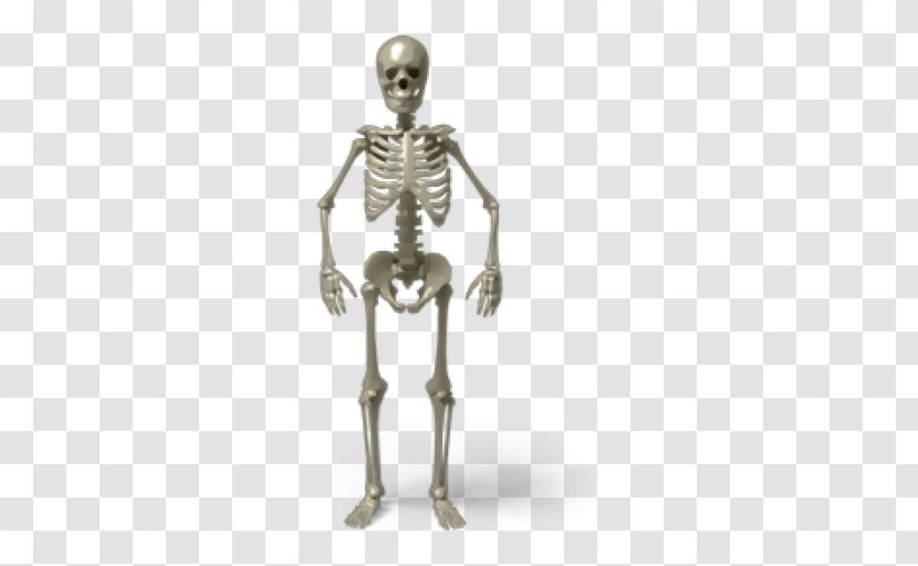 Skull Human Skeleton - Bone Transparent PNG