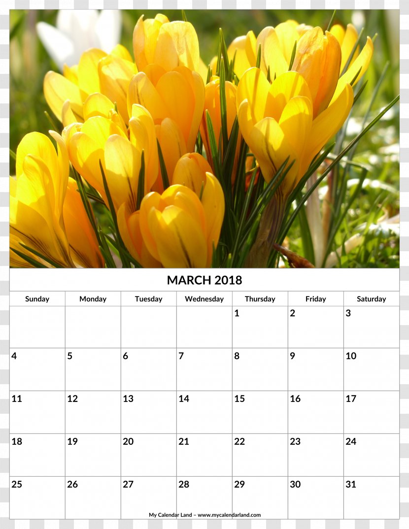Tulip Flower Yellow Crocus Flavus - Color - Rattan Calendar Template Transparent PNG