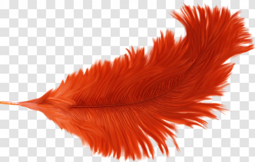 Feather Orange - Beautiful Feathers Transparent PNG