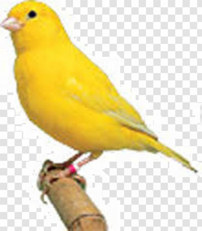Domestic Canary Finch Islands Bird Yellow - Emberizidae Transparent PNG