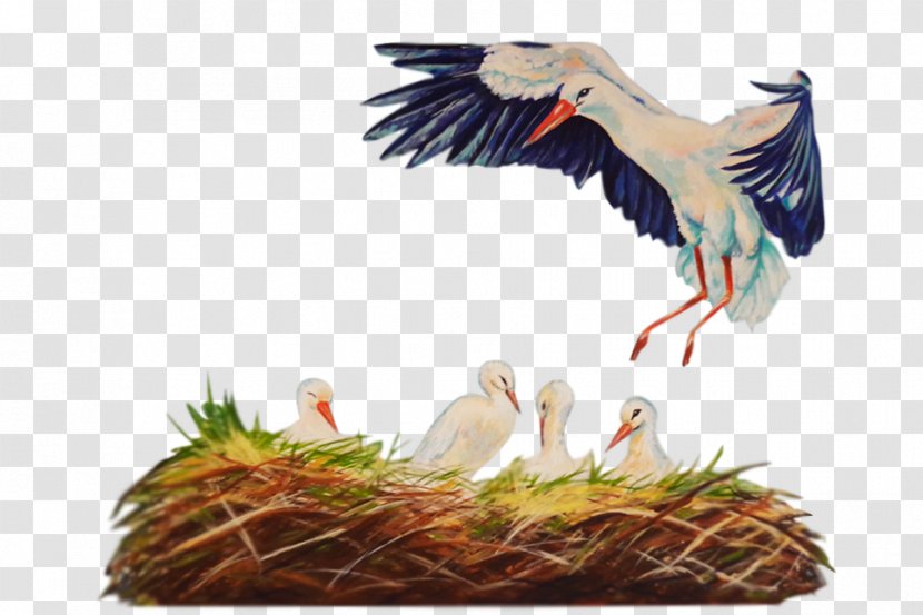 White Stork Fauna Beak Feather - Ant Nest Transparent PNG