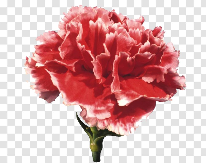 Carnation Flower Clip Art - Peony Transparent PNG