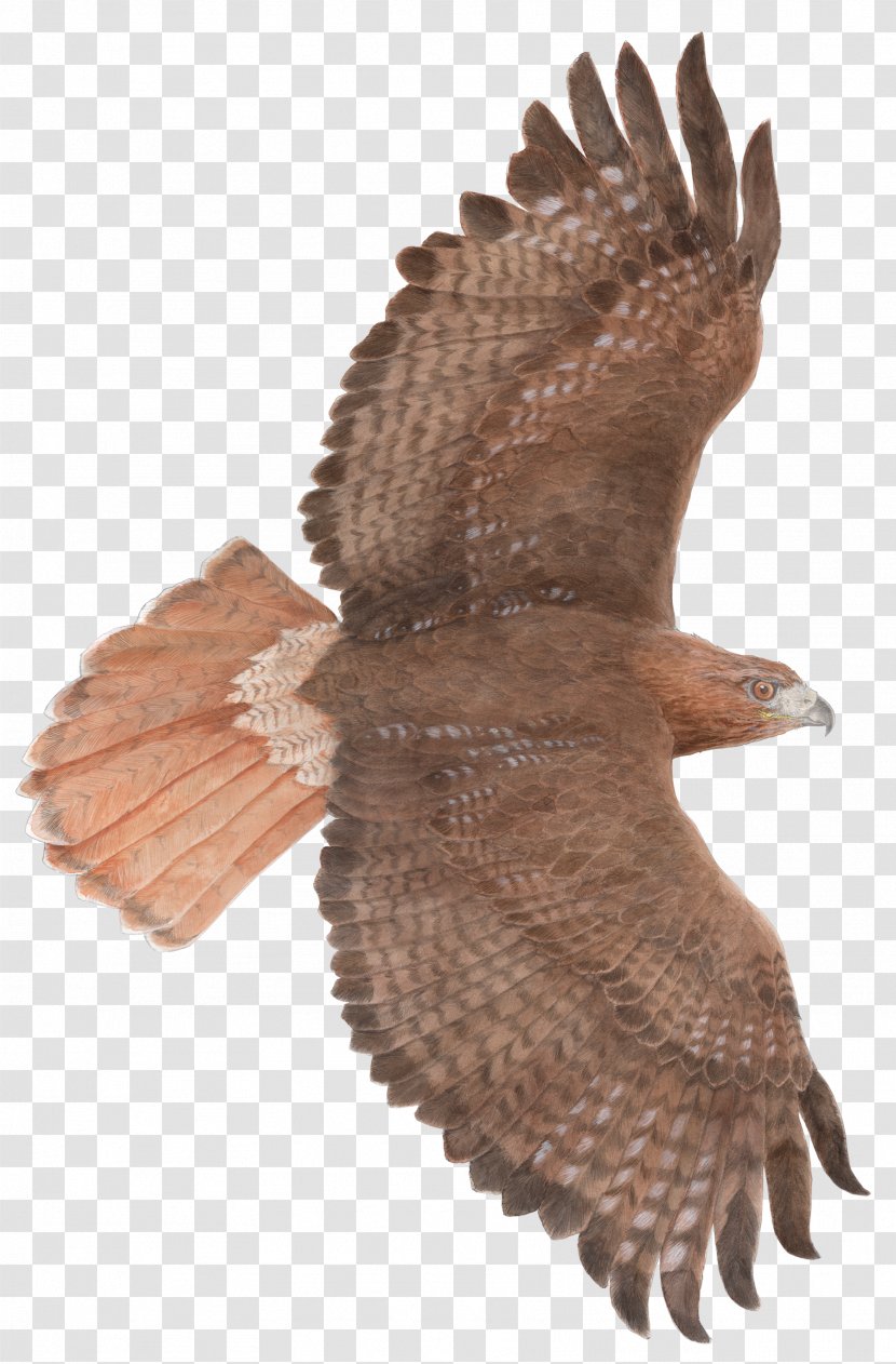 Flight Bird Of Prey Red-tailed Hawk - Claw - Kiwi Transparent PNG