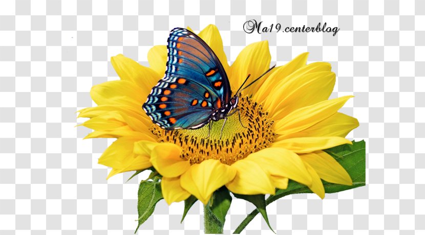 Butterfly Common Sunflower Image Shutterstock - Drawing - Papillon Aquarelle Transparent PNG