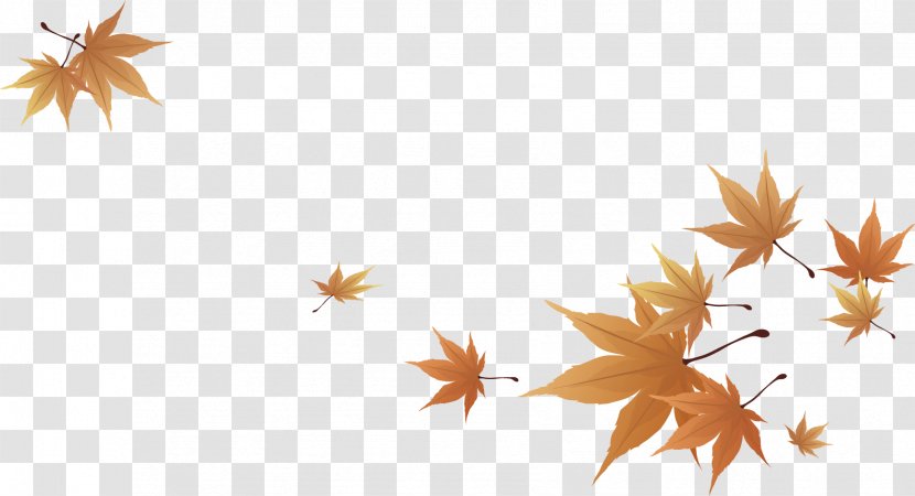 Maple Leaf - Plant - Leaves Shading Transparent PNG