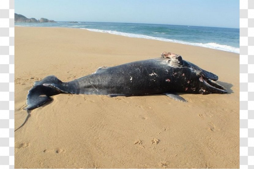 Dolphin Cetacean Stranding Las Glorias Beach - Humpback Whale Transparent PNG