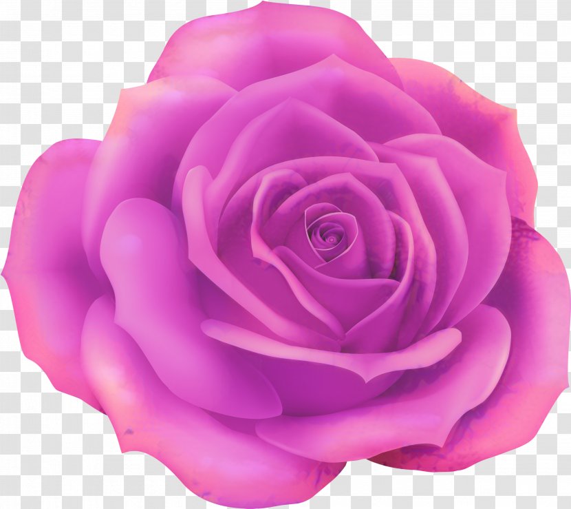 Pink Flower Cartoon - Purple - Japanese Camellia Transparent PNG