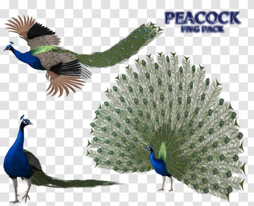 Peafowl Feather Open XML Paper Specification - Xml - Peacock Transparent PNG