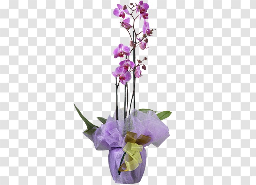 Moth Orchids Flower Plant Dendrobium - Floristry Transparent PNG