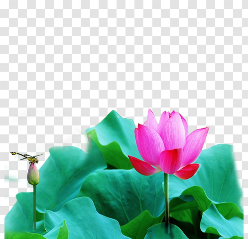 Nelumbo Nucifera Leaf - Flowering Plant - Lotus Free Buckle Material Transparent PNG