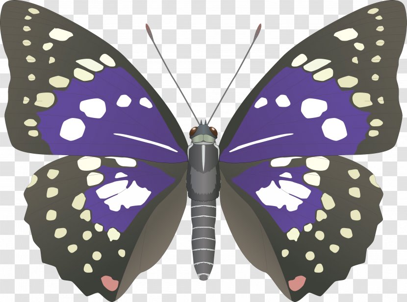 Butterfly Emperor Of Japan Sasakia Charonda Nymphalidae - Papilio Protenor Transparent PNG