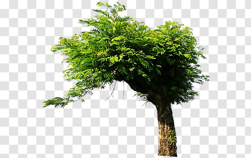 Tree Building Art Drawing Transparent PNG